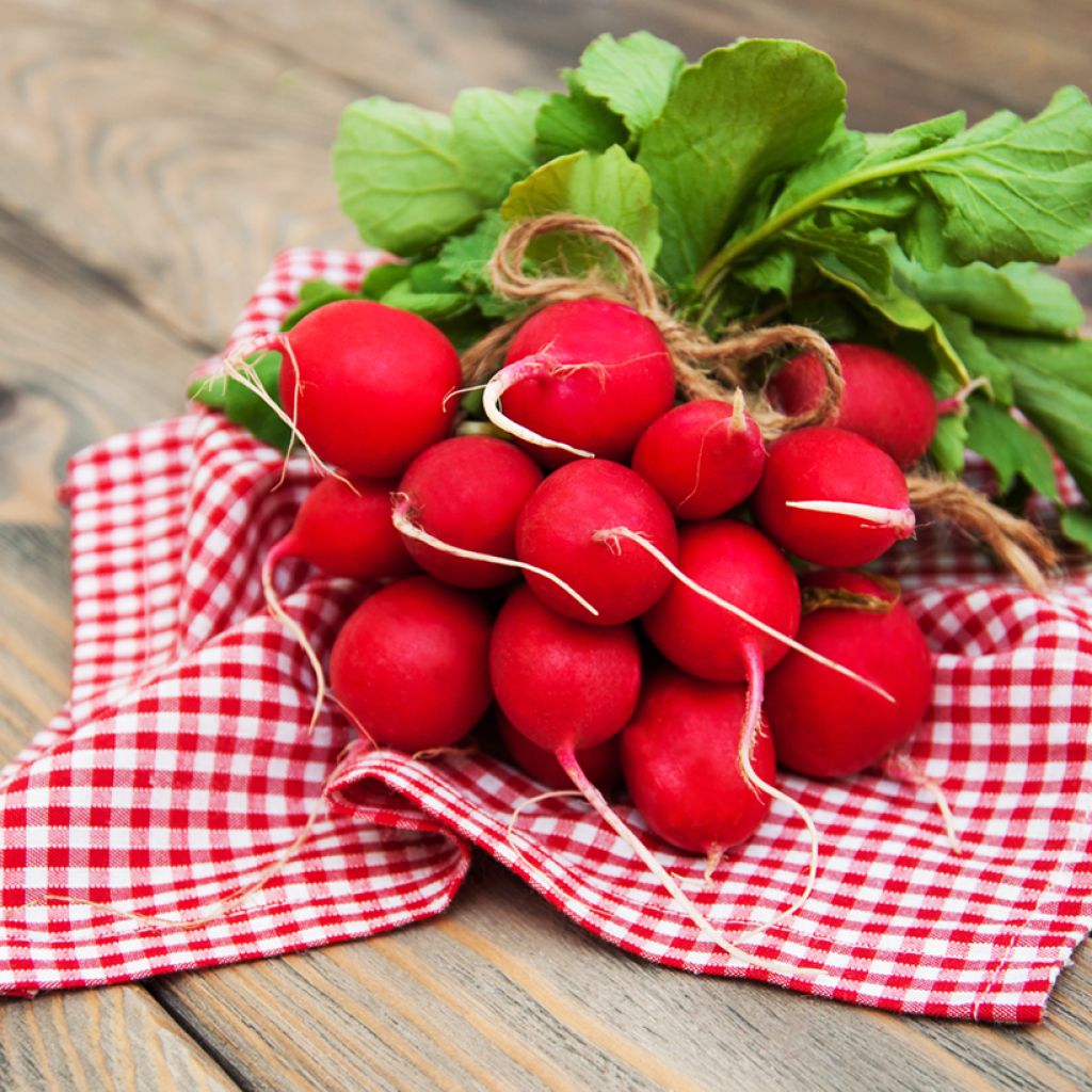 Rettich Scarlet Globe