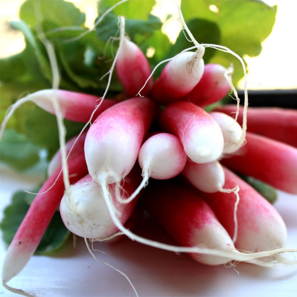 Radis de 18 jours Bio