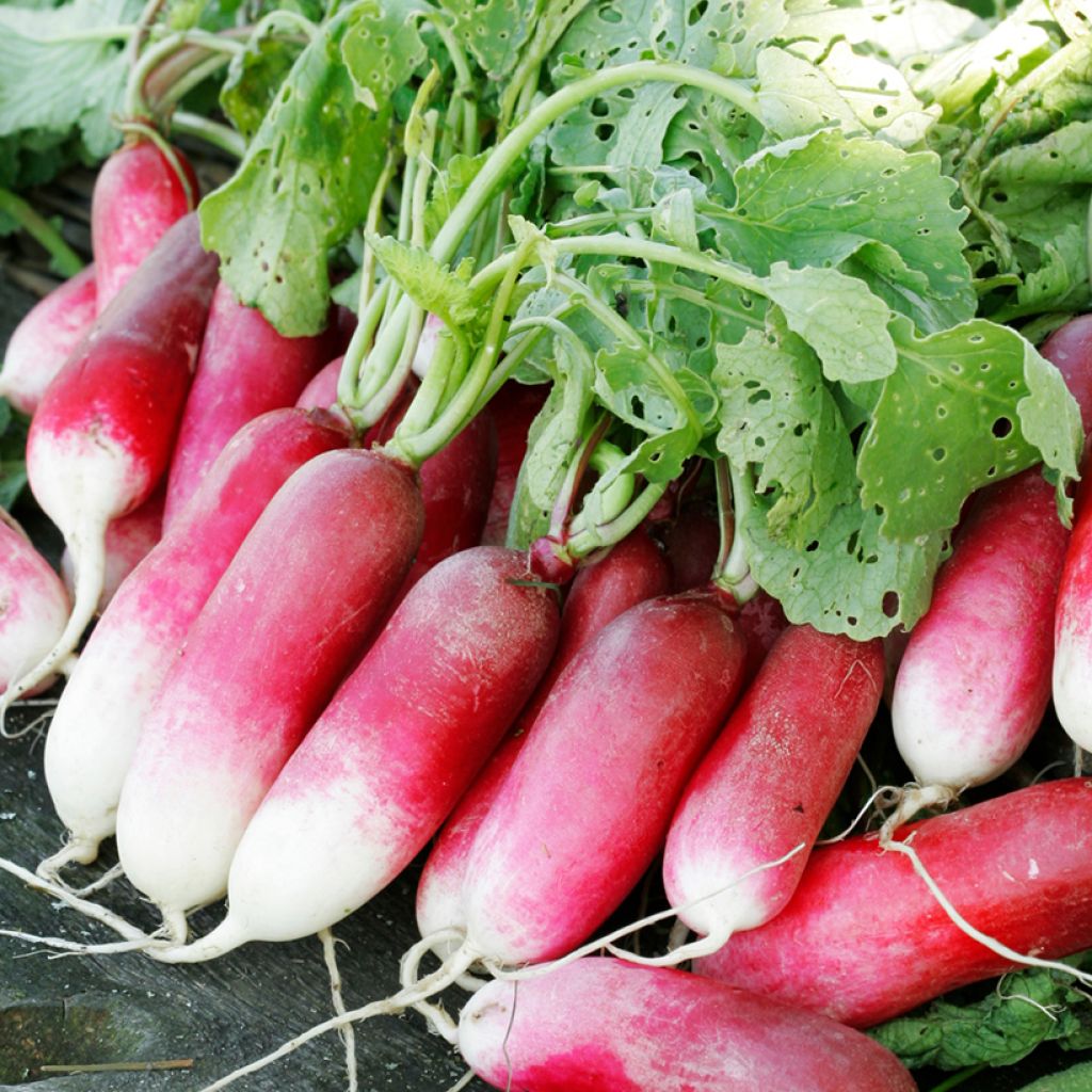 Radieschen 18 Tage - Vilmorin