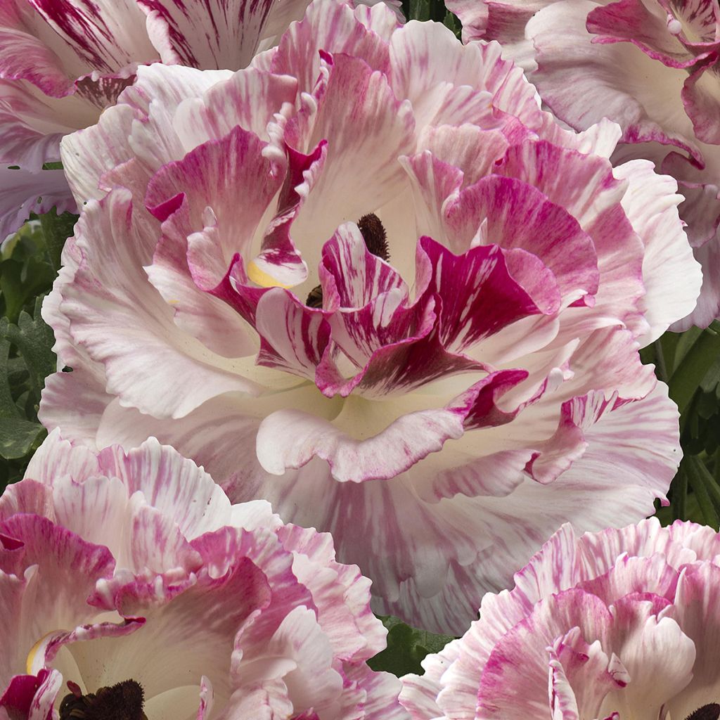 Ranunkel Brushmark Cesar – Ranunculus asiaticus