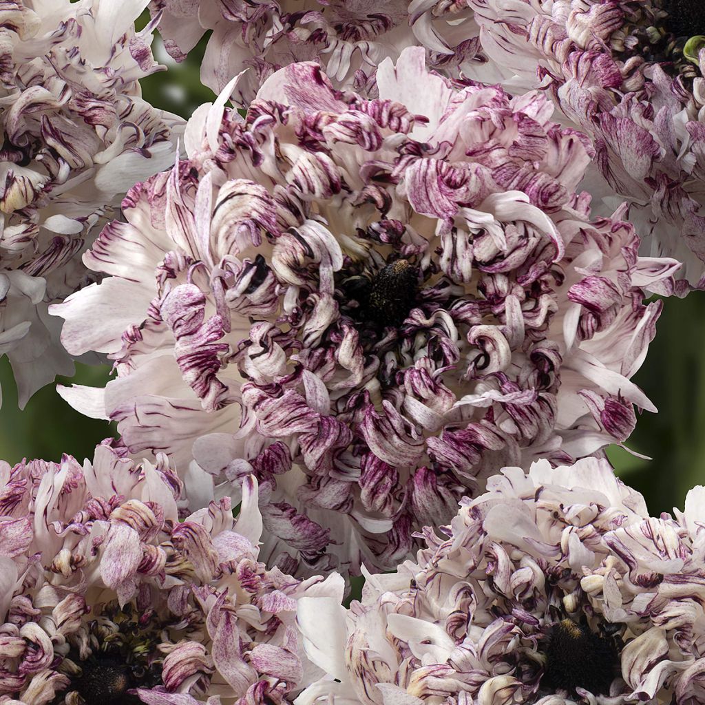 Ranunkel Brushmark Seti – Ranunculus asiaticus