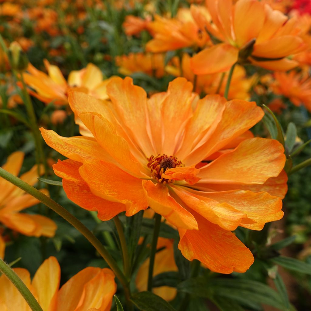 Ranunkel Butterfly Galatea – Ranunculus asiaticus