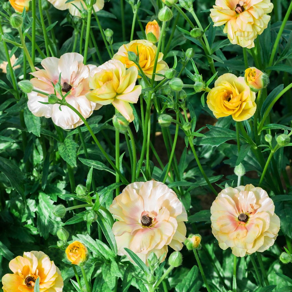 Ranunkel Butterfly Vestalis – Ranunculus asiaticus