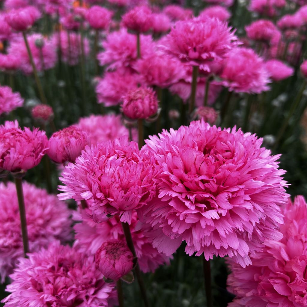 Ranunkel Poodle Ramlia – Ranunculus asiaticus
