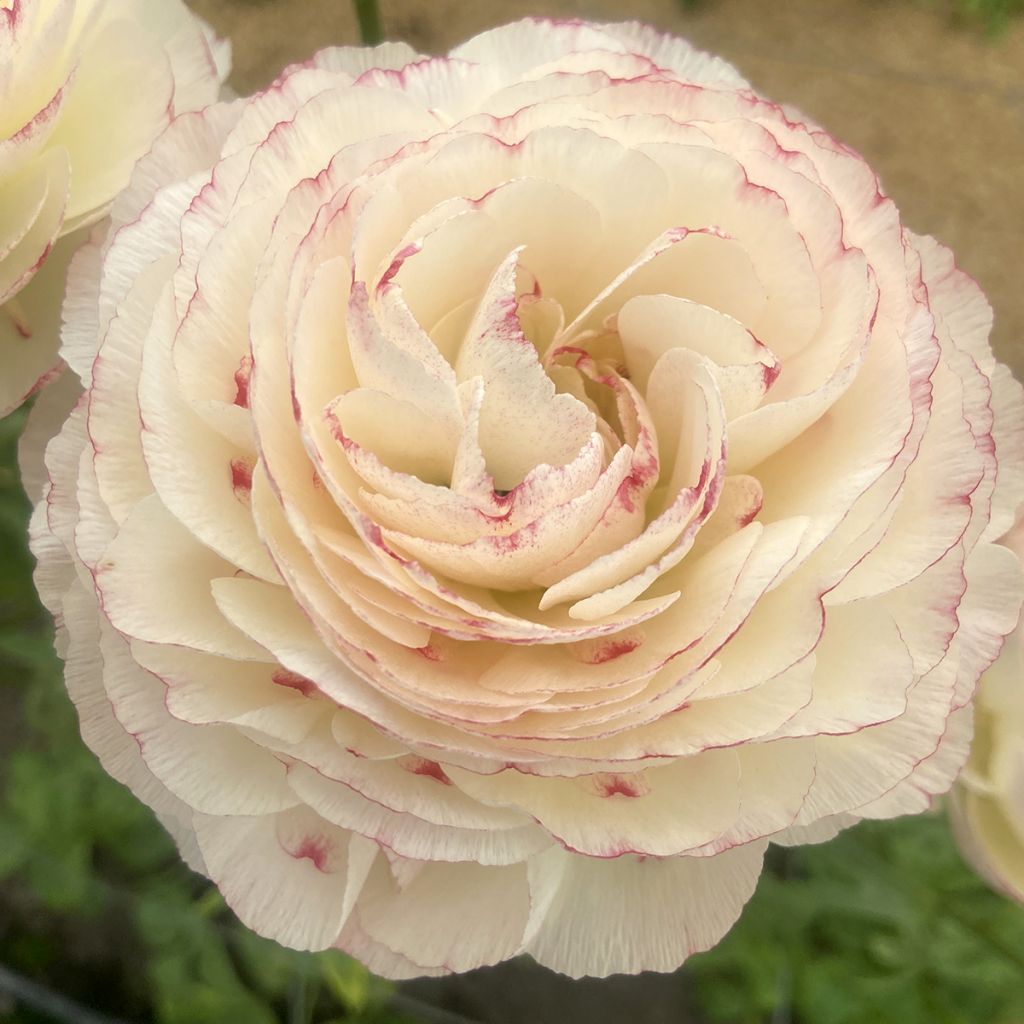 Ranunkel Romance Orleans – Ranunculus asiaticus