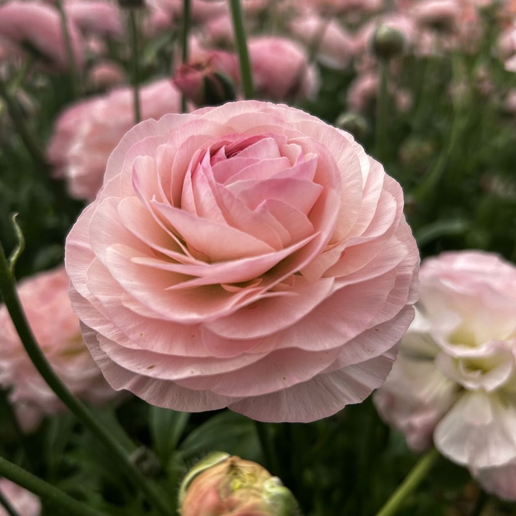 Ranunkel Romance Seine – Ranunculus asiaticus