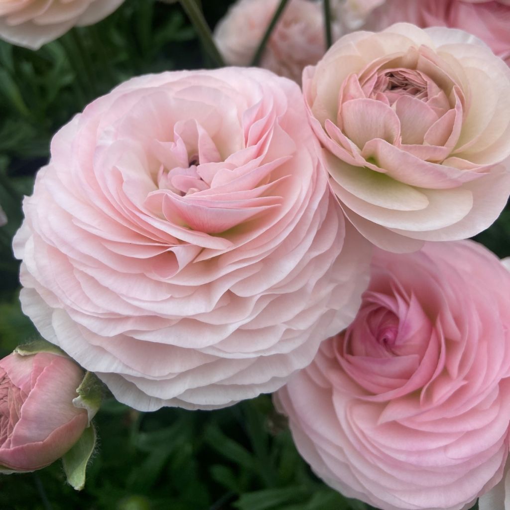Ranunkel Romance Seine – Ranunculus asiaticus