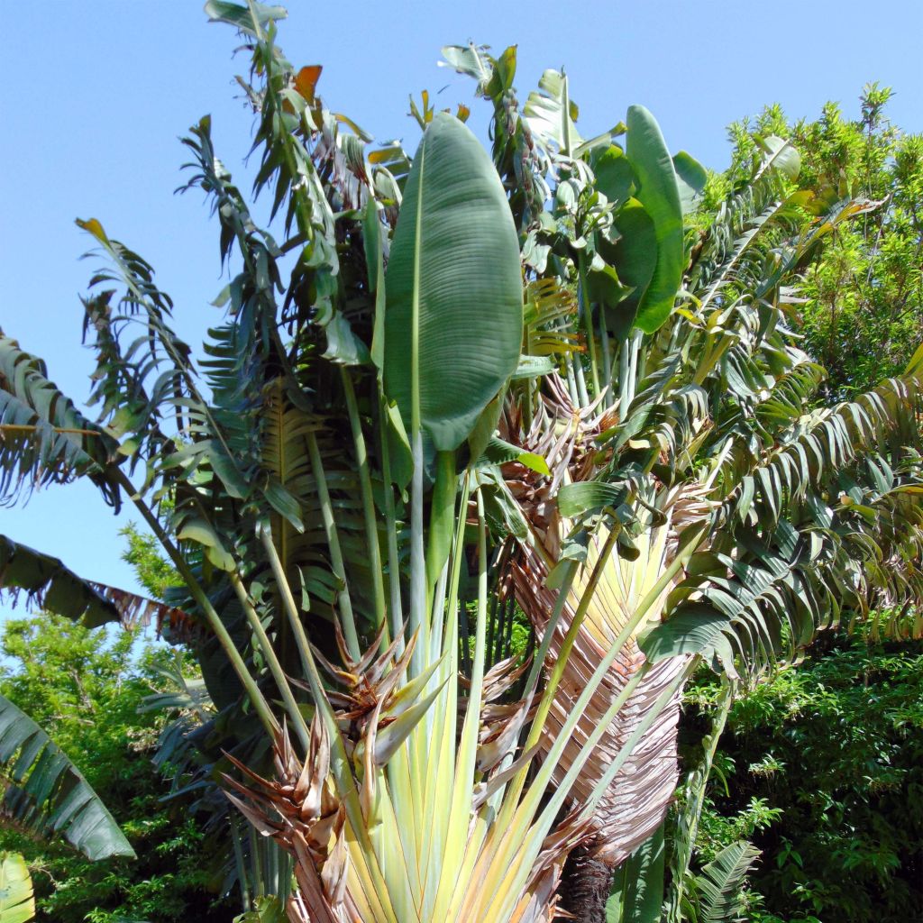 Baum der Reisenden - Ravenala madagascariensis