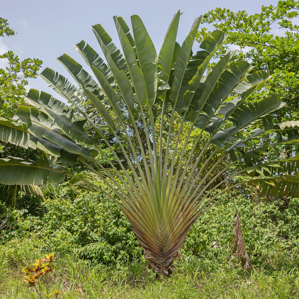 Baum der Reisenden (samen) - Ravenala madagascariensis