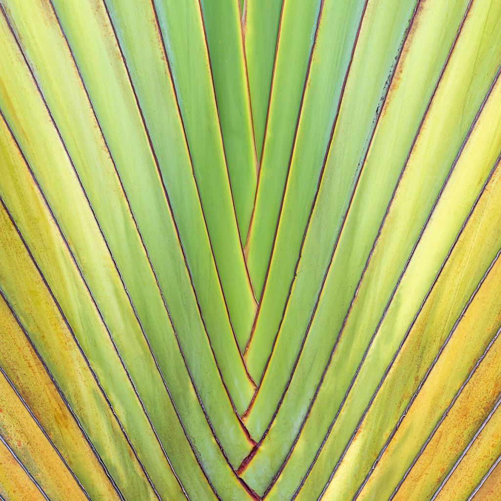 Baum der Reisenden (samen) - Ravenala madagascariensis