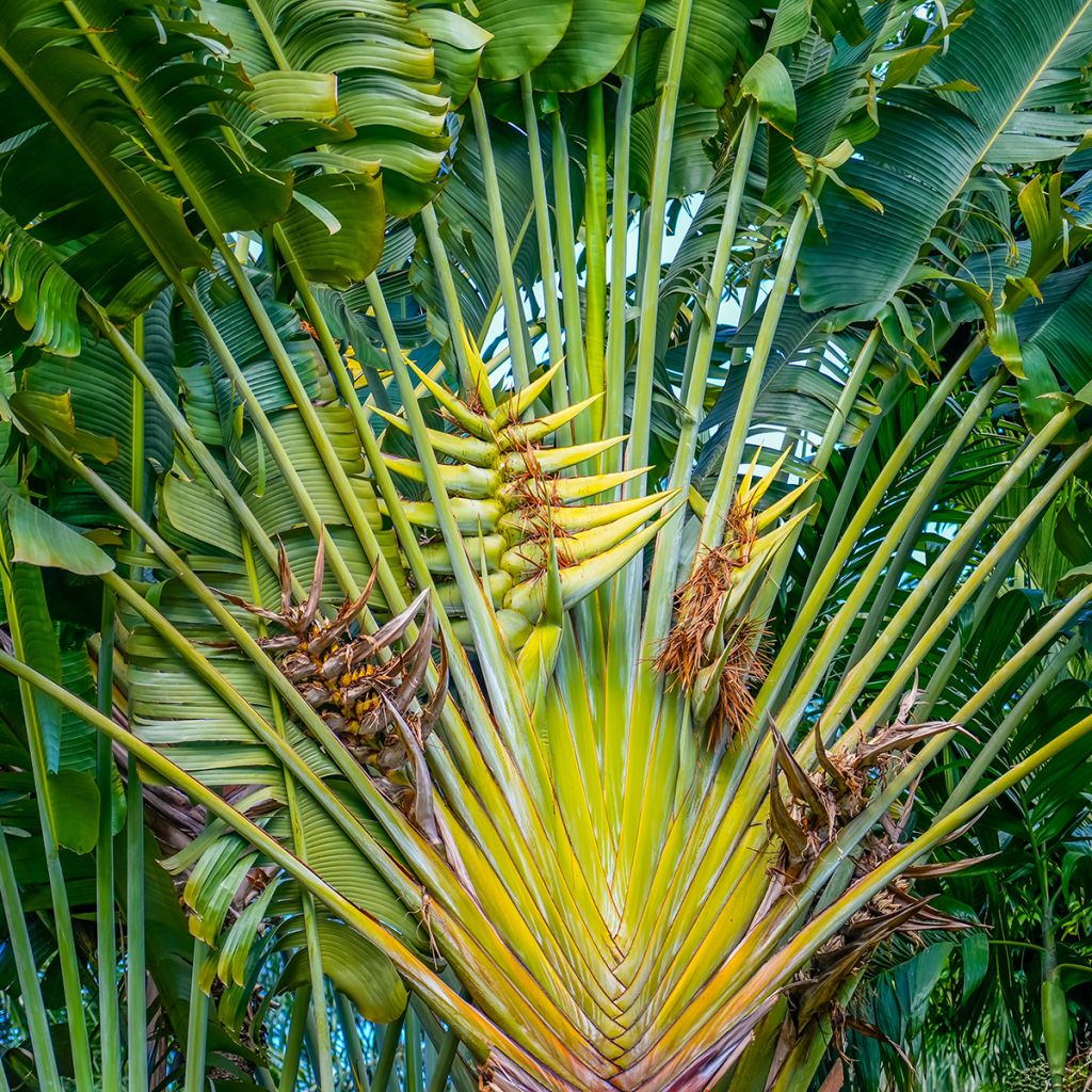 Baum der Reisenden (samen) - Ravenala madagascariensis