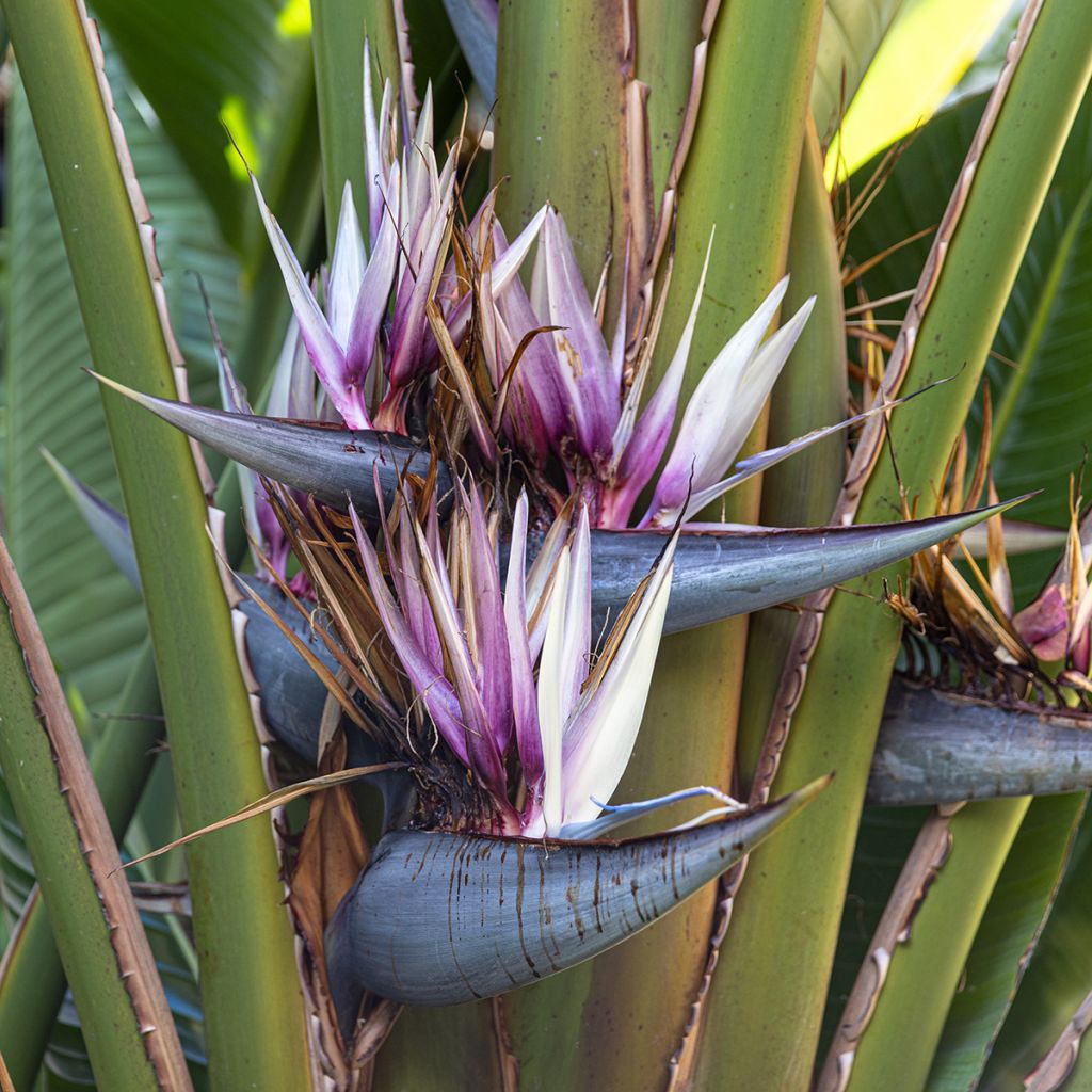 Baum der Reisenden (samen) - Ravenala madagascariensis