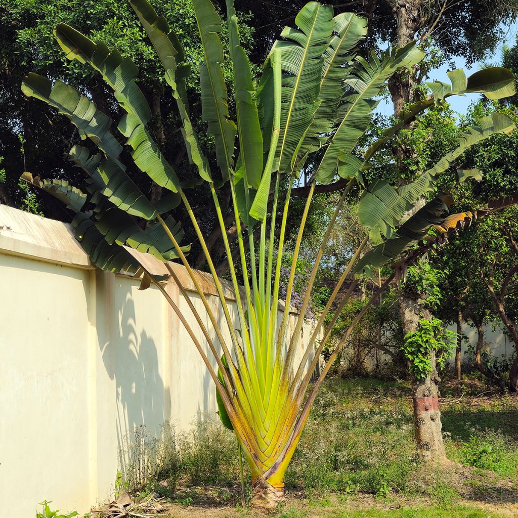 Baum der Reisenden (samen) - Ravenala madagascariensis
