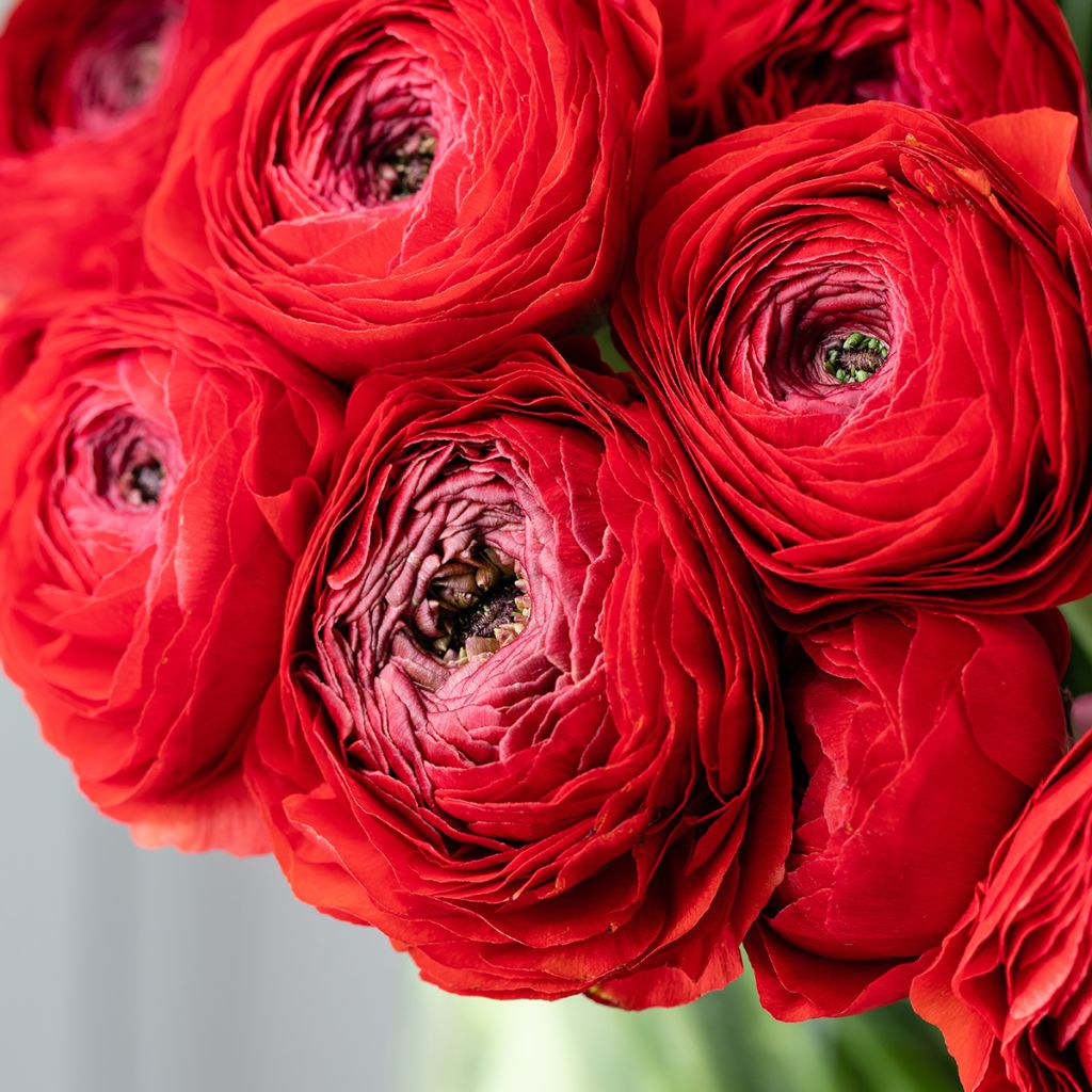 Ranunkel Vortex F1 Red - Ranunculus