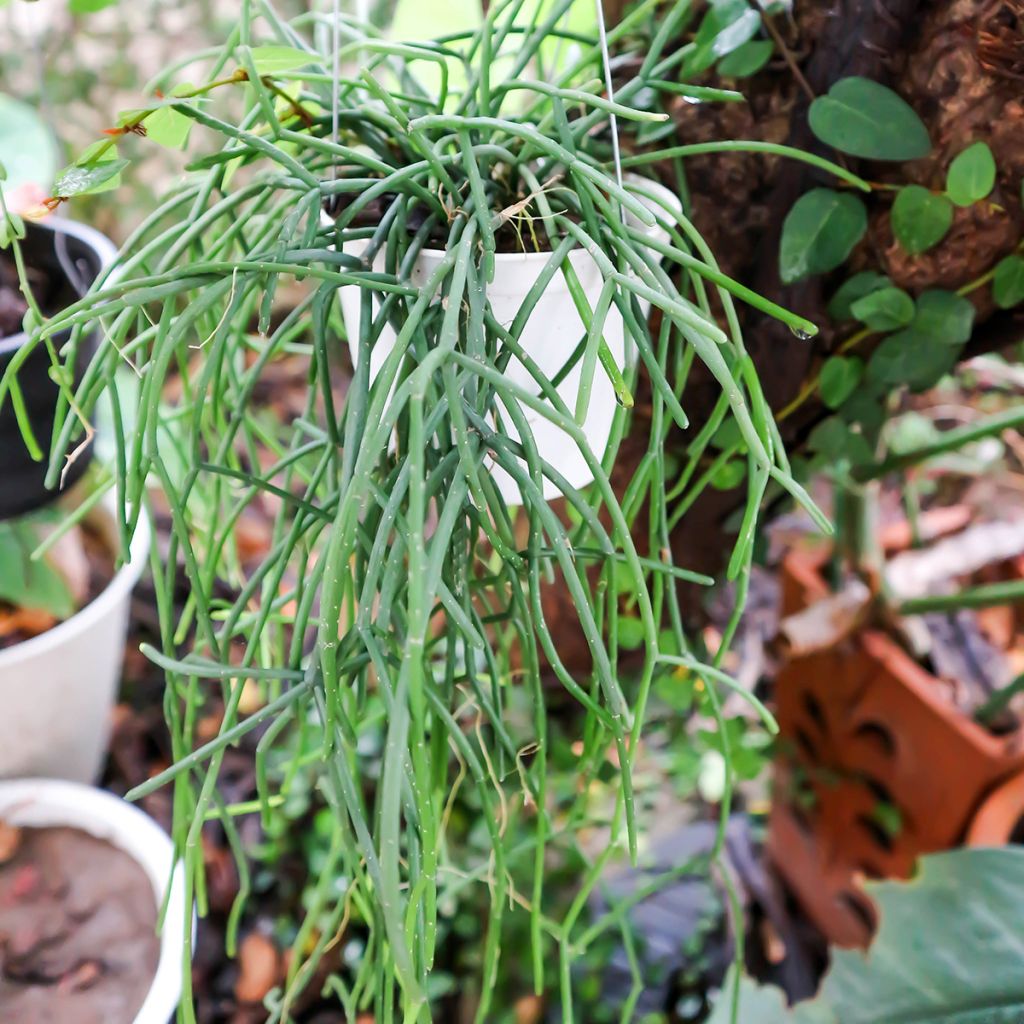 Rhipsalis cereuscula - Cactus corail