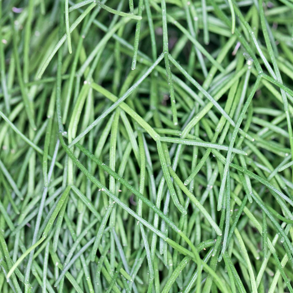 Rhipsalis cassutha - Korallenkaktus