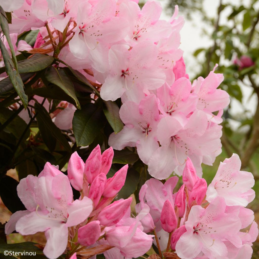 Rhododendron Halopeanum