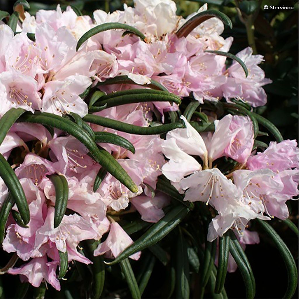 Rhododendron makinoi