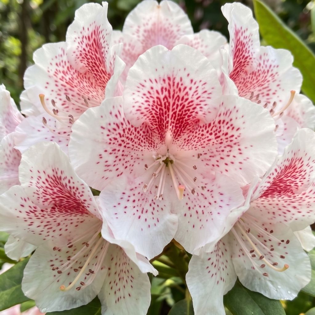 Rhododendron Double Dots