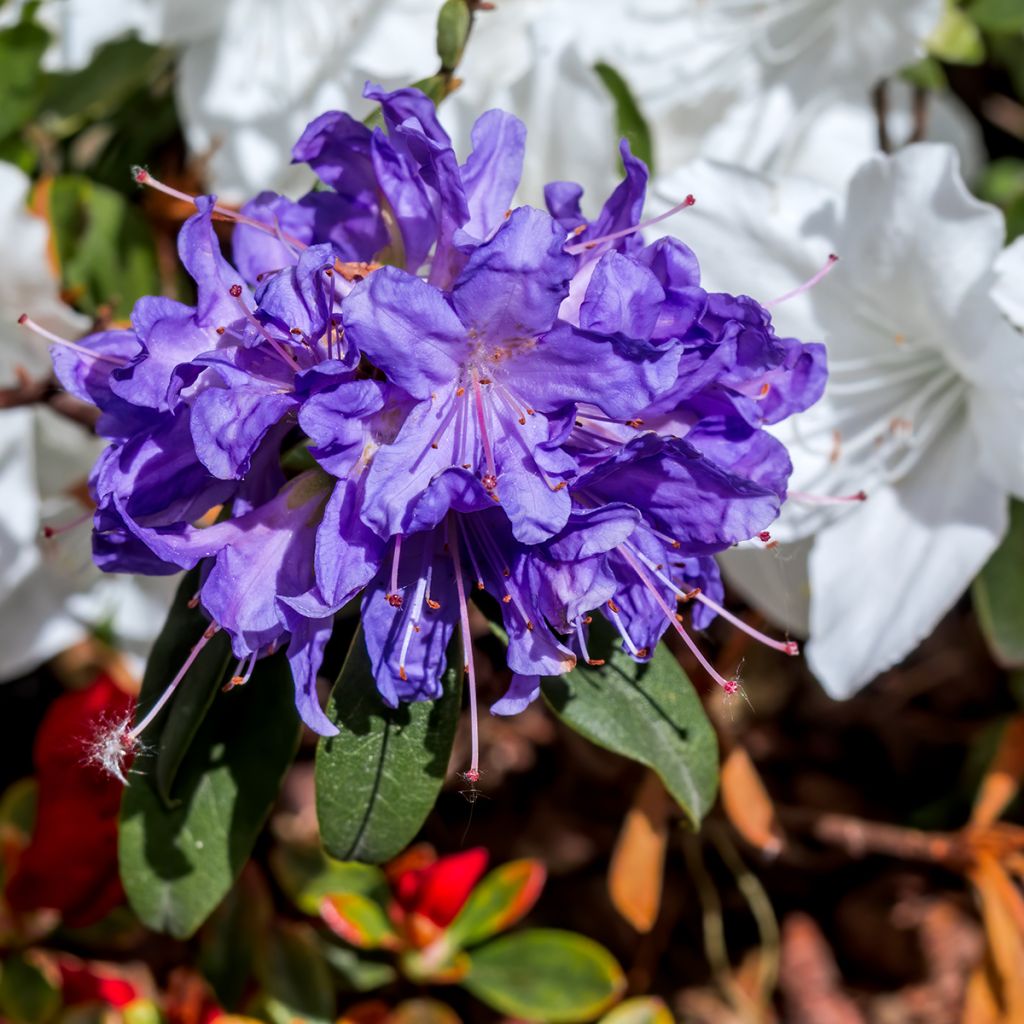 Rhododendron impeditum Select