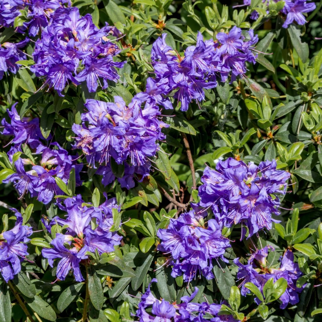 Rhododendron impeditum Select