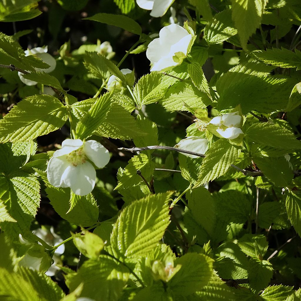 Rhodotypos scandens - Weiße Rosenkerrie