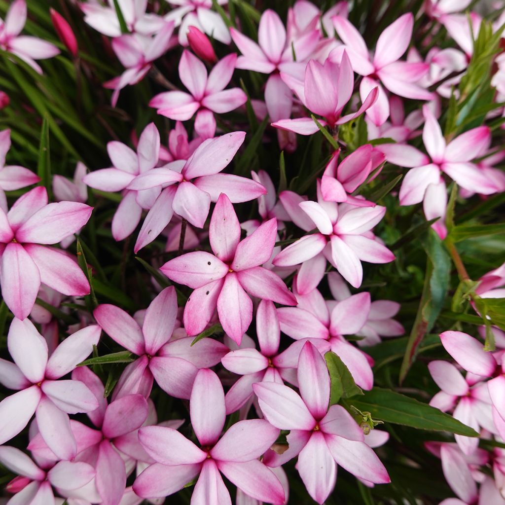 Rhodoxis Abigail - Grasstern