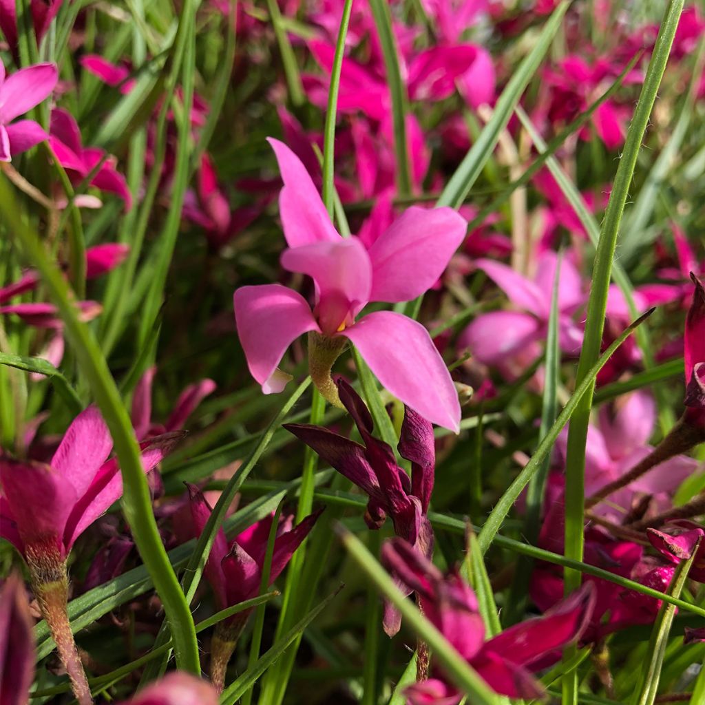 Rhodohypoxis Beverly - Grasstern
