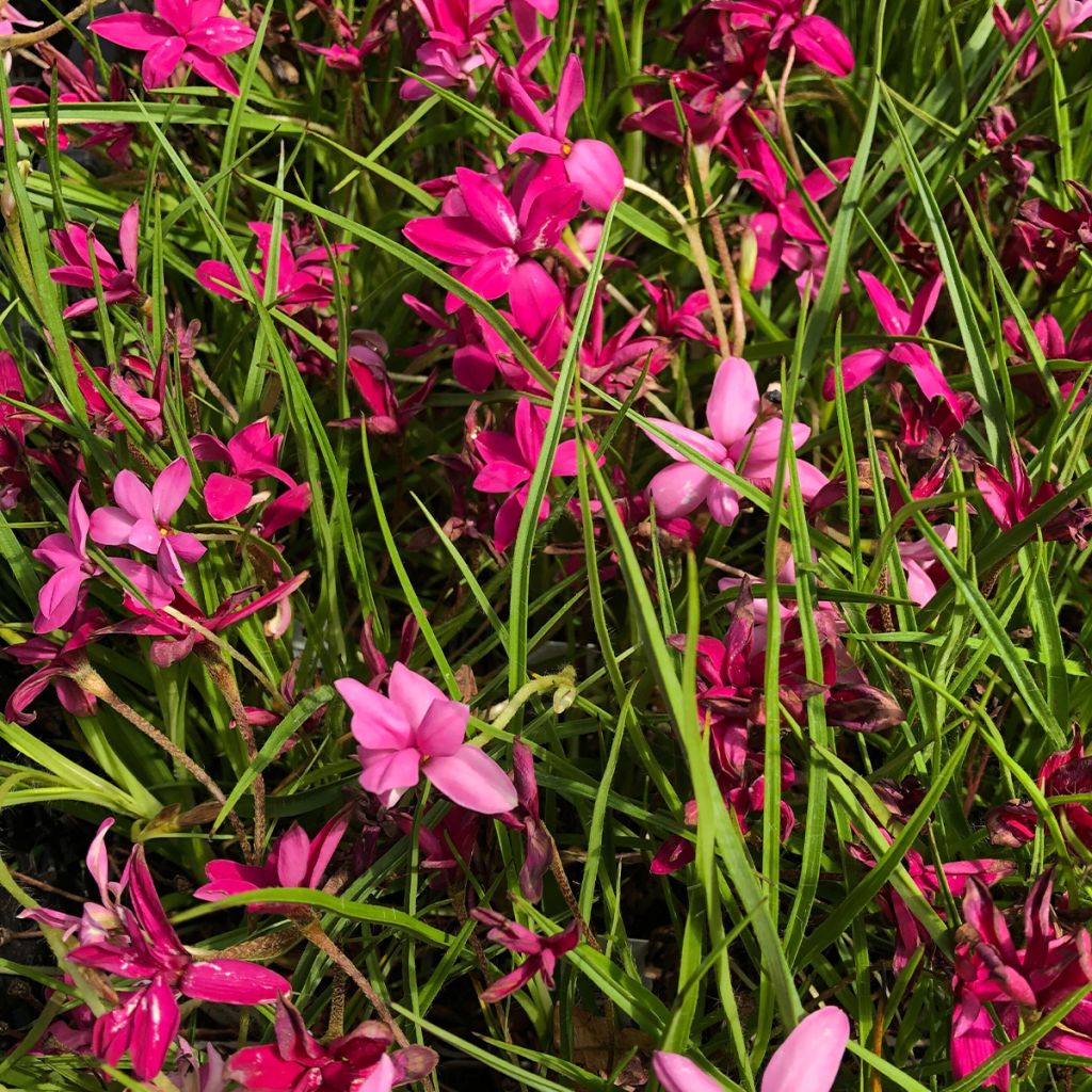 Rhodohypoxis Beverly - Grasstern