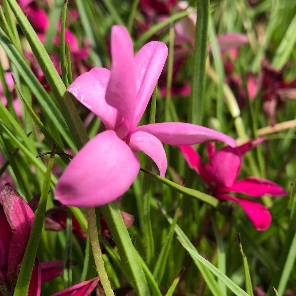 Rhodohypoxis Beverly - Grasstern