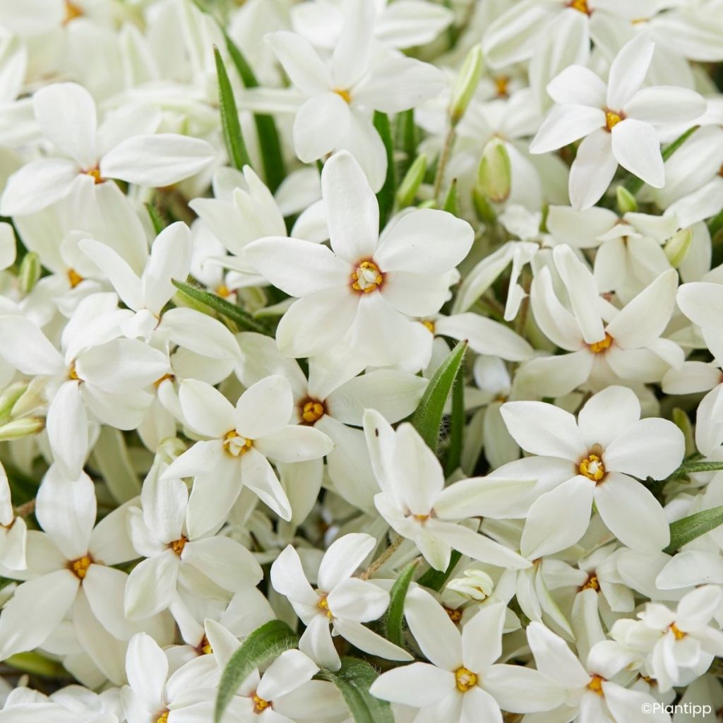 Rhodoxis Fairy Snow - Grasstern