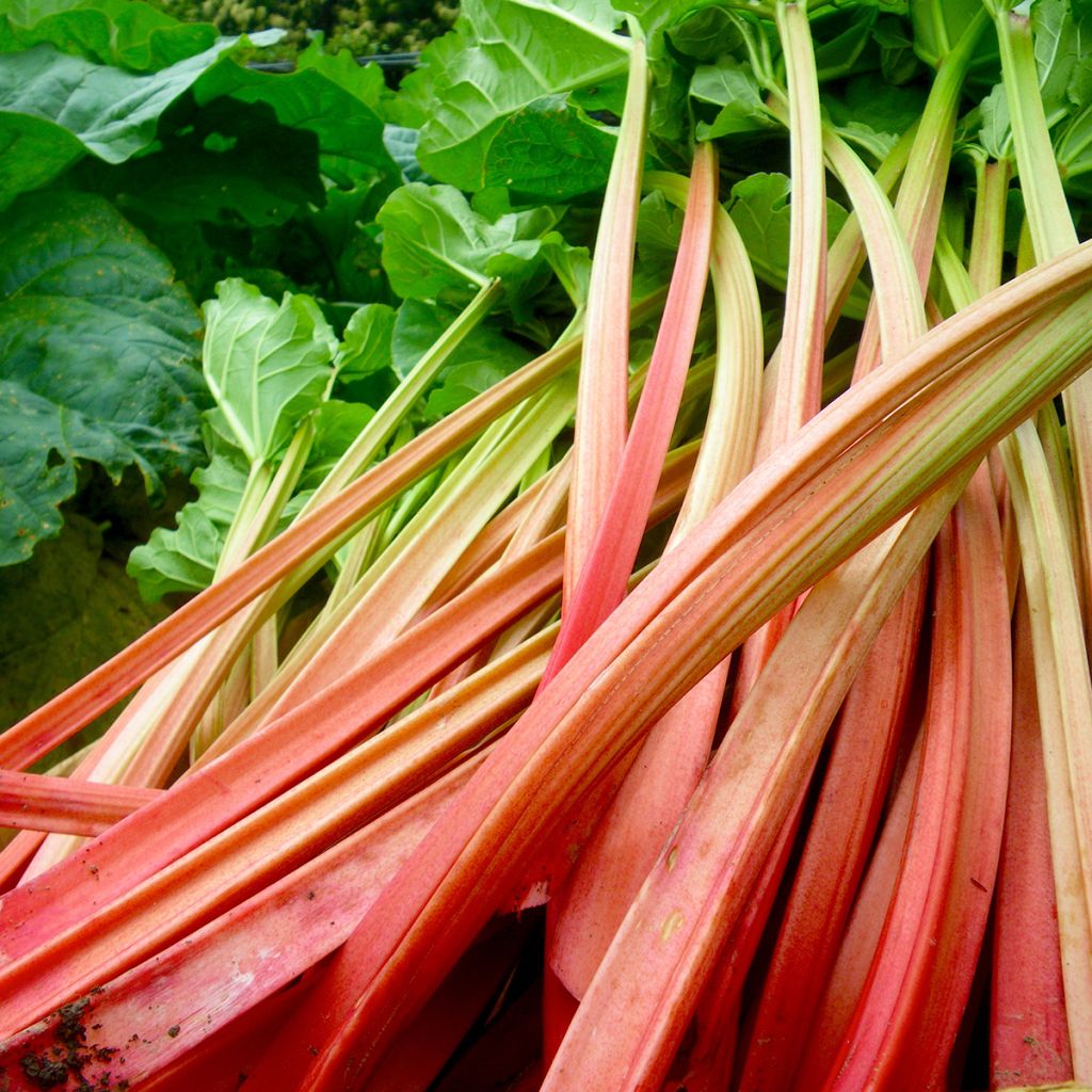 Rhapontik-Rhabarber Paragon Rouge