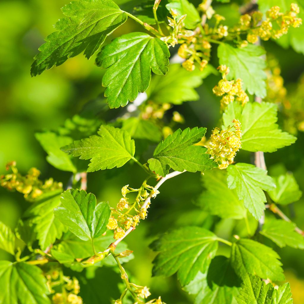Alpen-Johannisbeere - Ribes alpinum