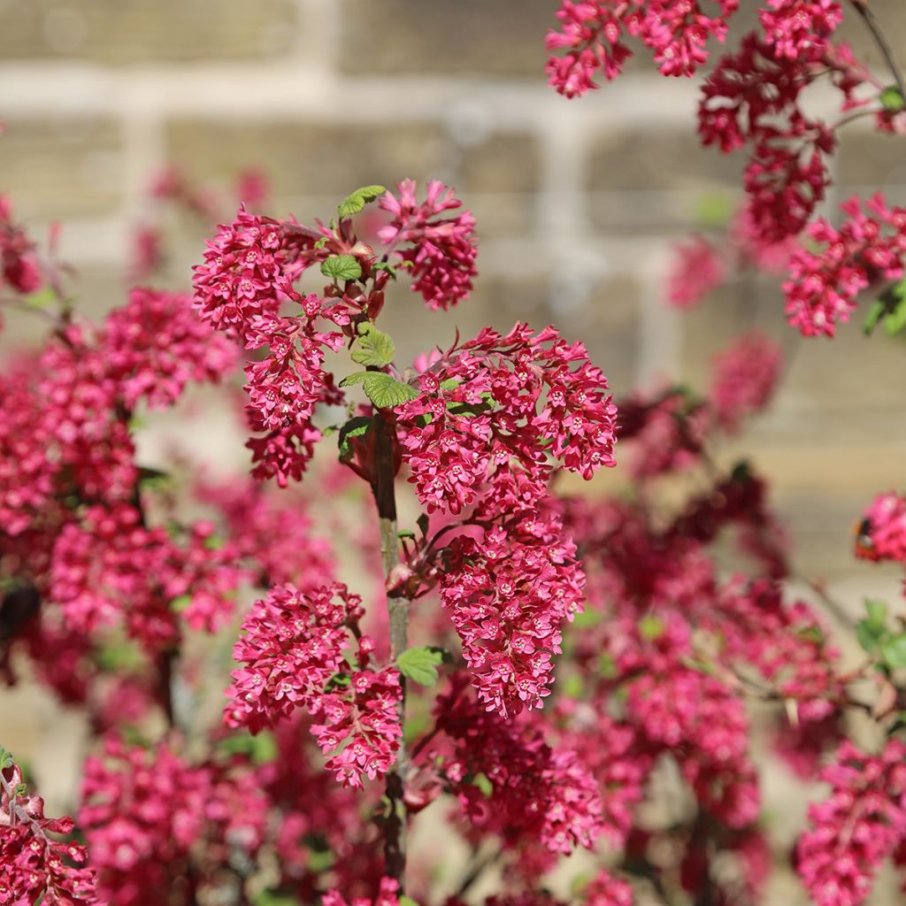 Blut-Johannisbeere Amore - Ribes sanguineum