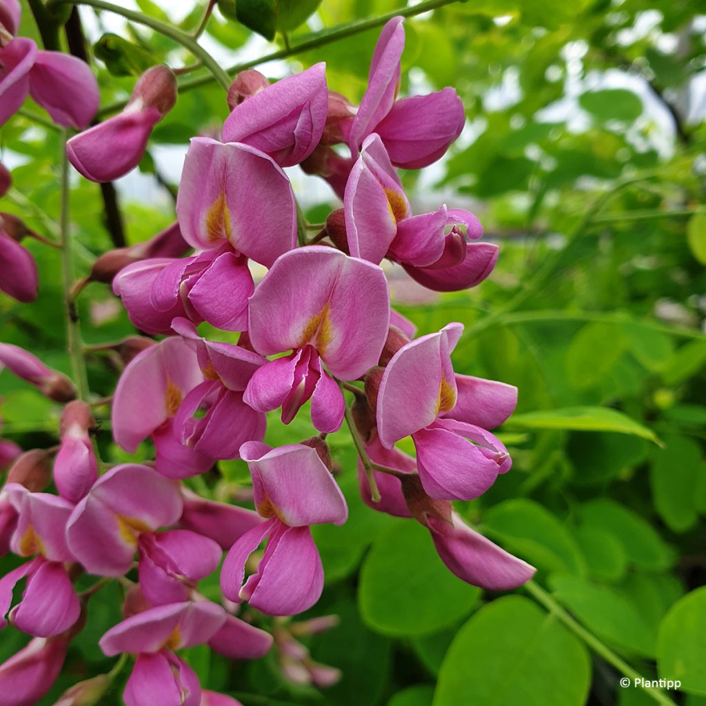 Robinia margaretta Georgia da Torino - Scheinakazie