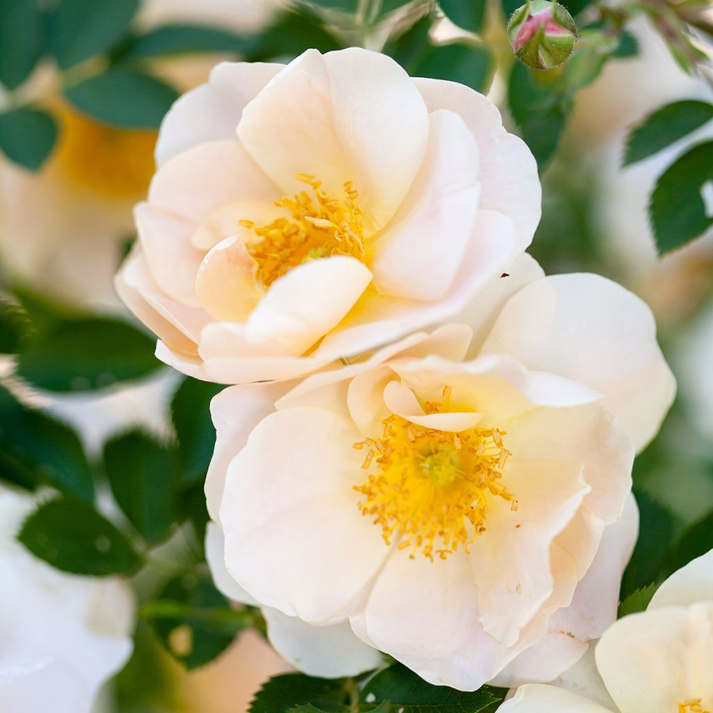 Rosa Above and Beyond - Kletterrose