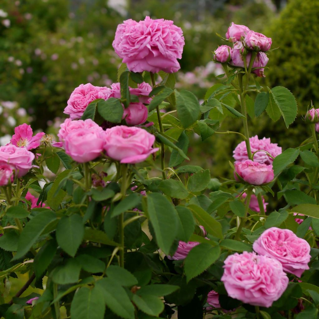 Rosa Portland Yolande d’Aragon - Historische Rose