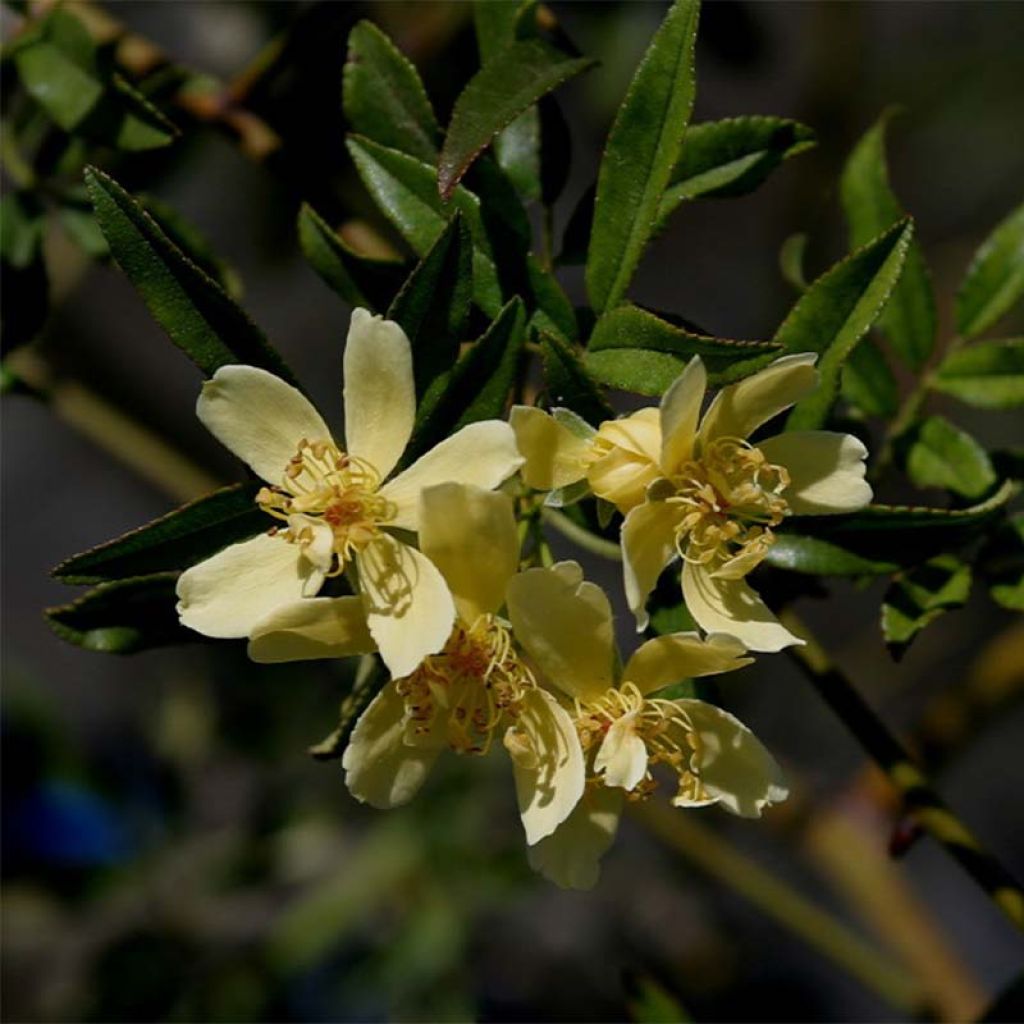 Rosa banksiae Lutescens - Meran-Rose
