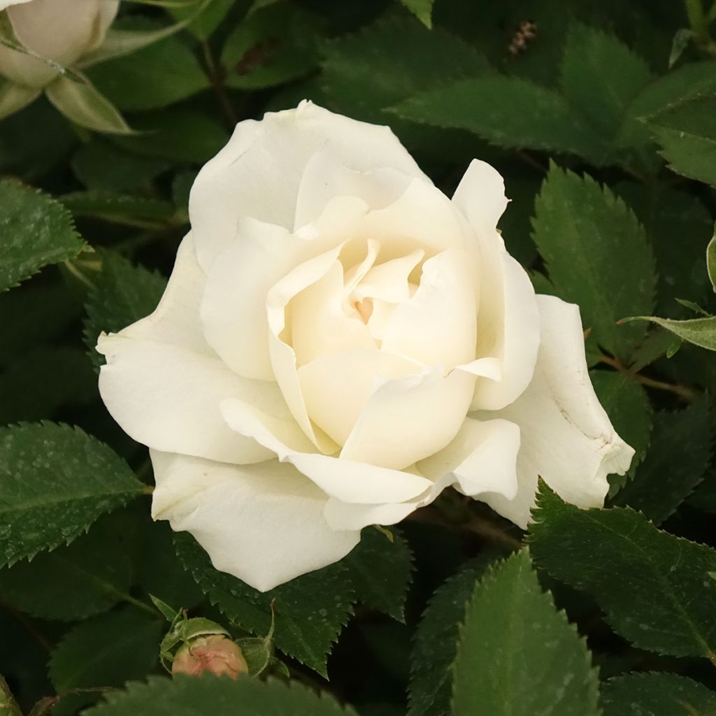 Rosa Crème Chantilly 'Meiradena' - Beetrose