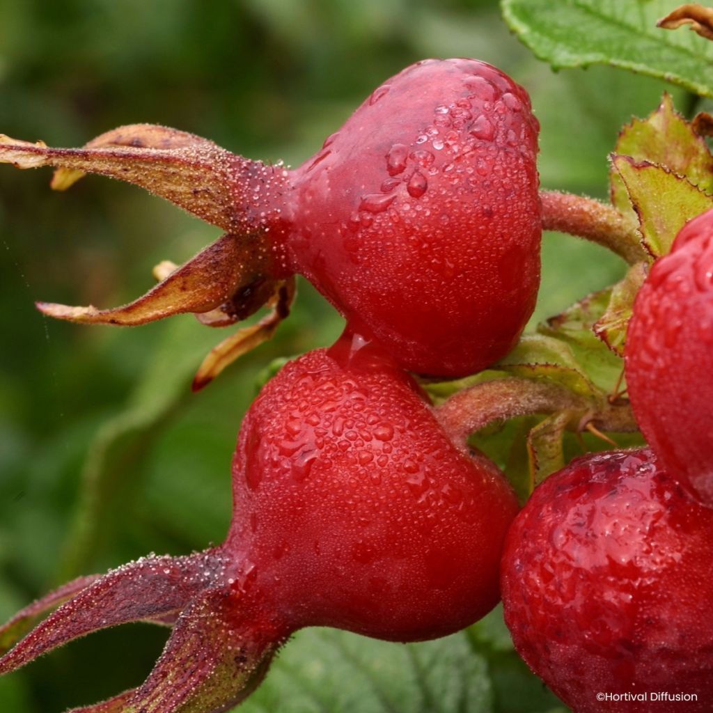 Rosa rugosa Angelia Pink - Apfelrose