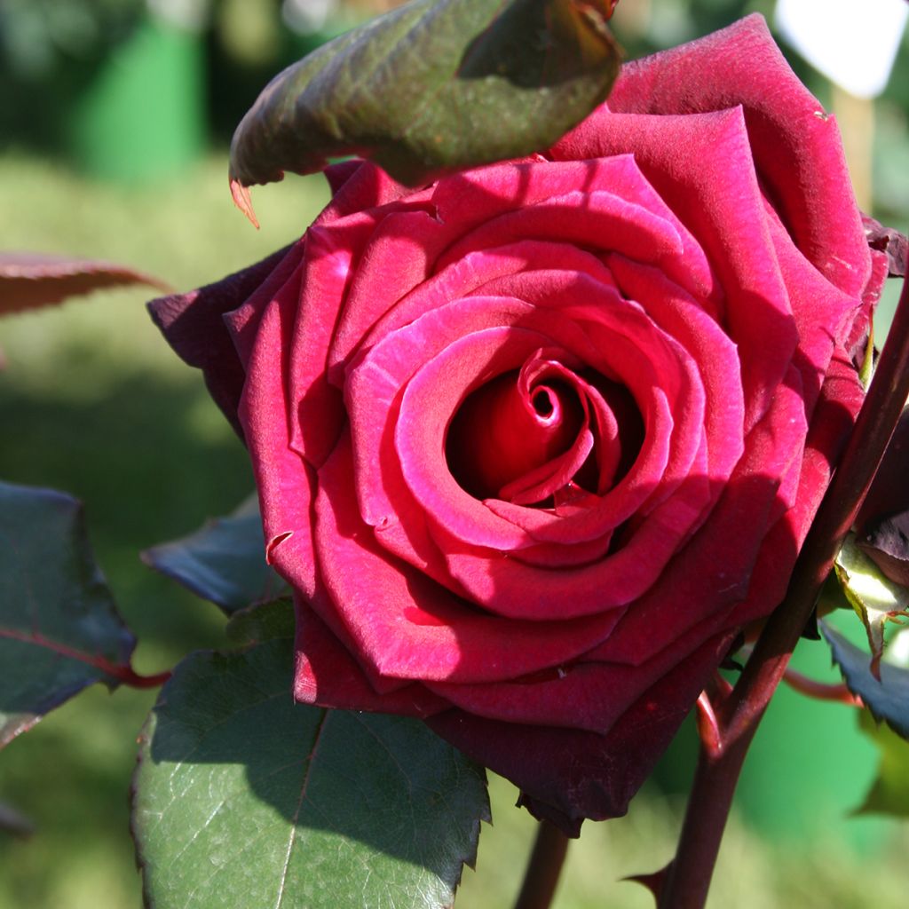Rosa Black Baccara - Edelrose