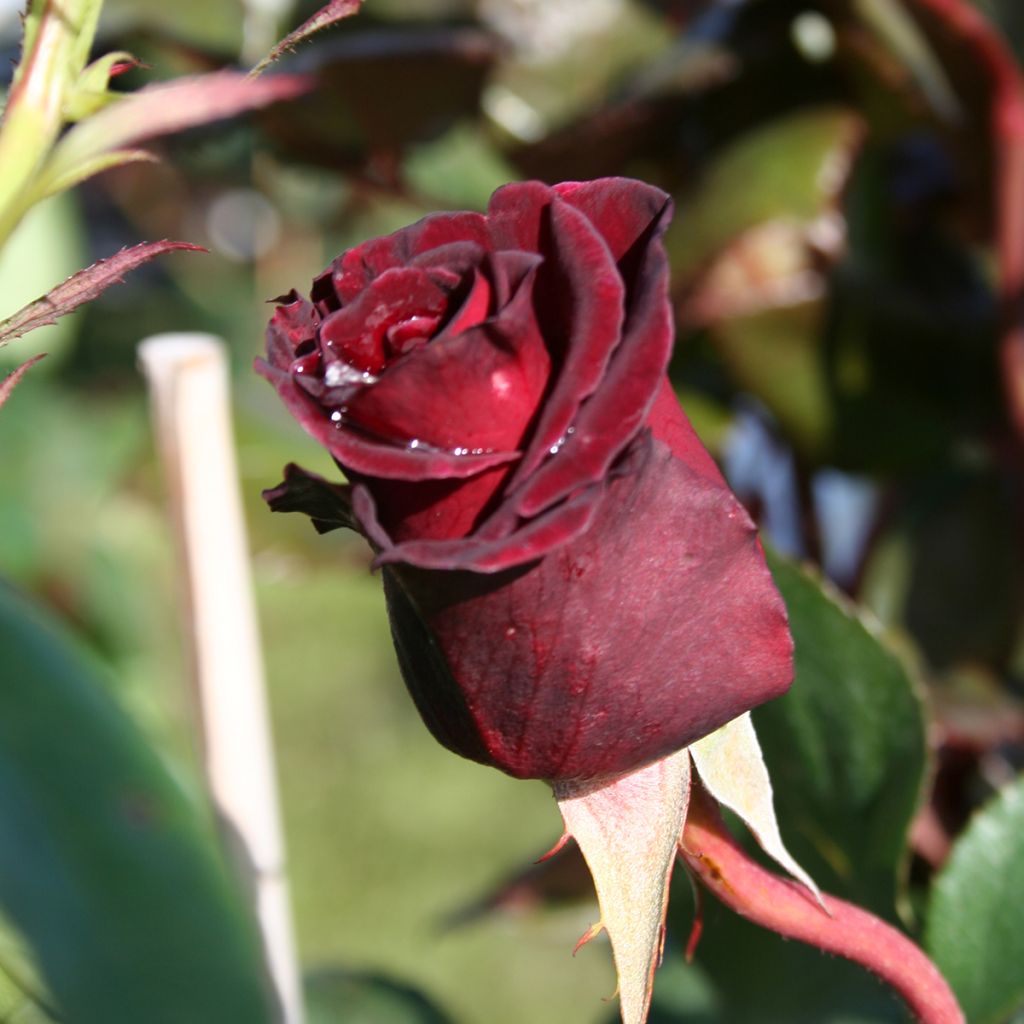 Rosa Black Baccara - Edelrose