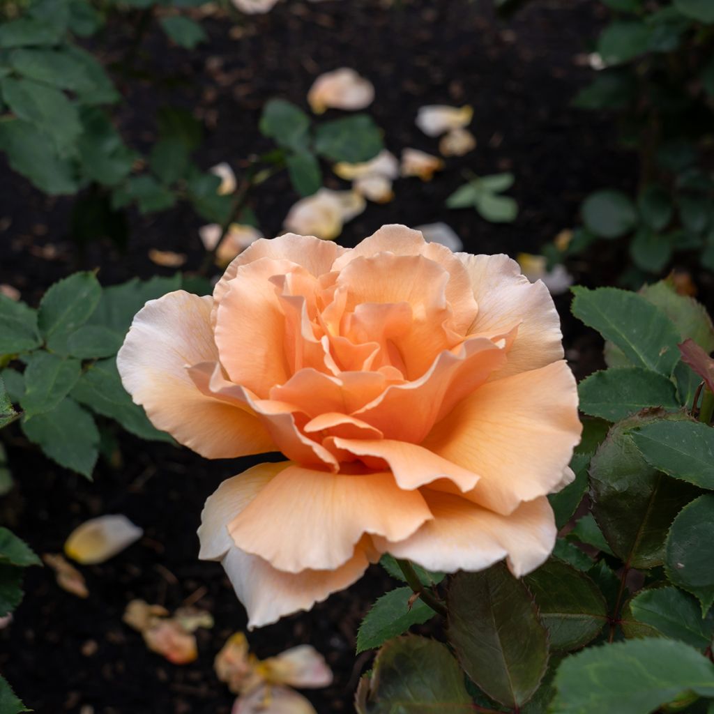 Rosa Just Joey - Edelrose