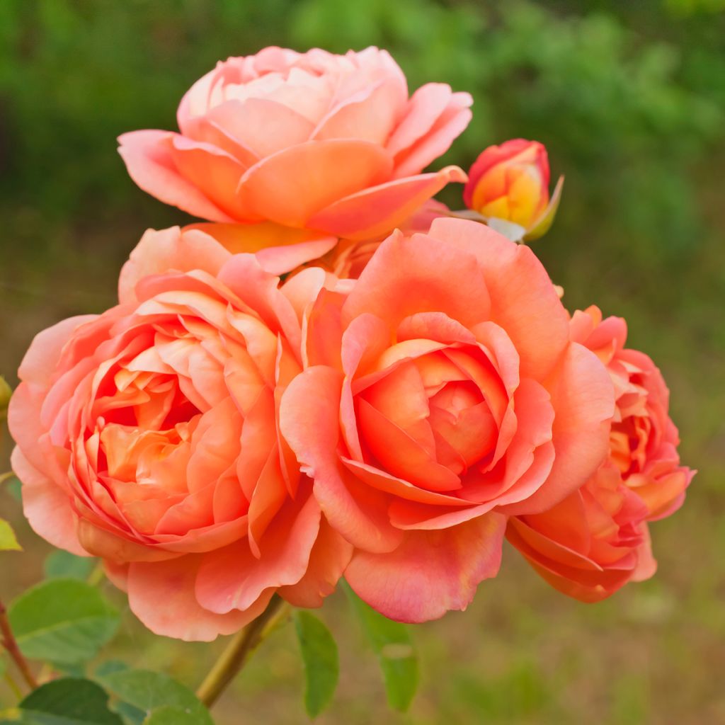 Rosa Lady Of Shalott - Englische Rose