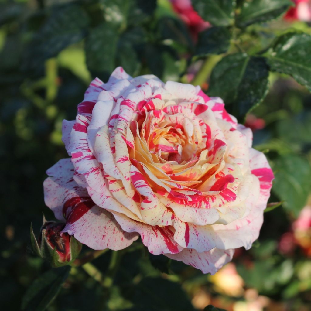 Rosa Abracadabra - Beetrose