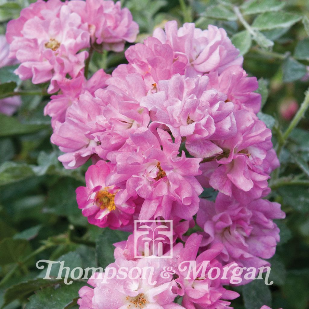 Rosa multiflora nana perpetua Garden Party (Samen) - Zwergrose