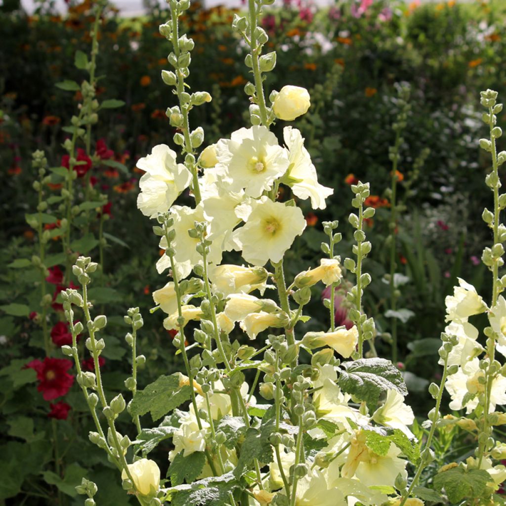 Alcea rosea Sunshine - Gewöhnliche Stockrose