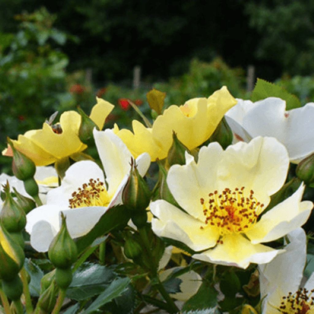 Rosa Bee Gold - Beetrose
