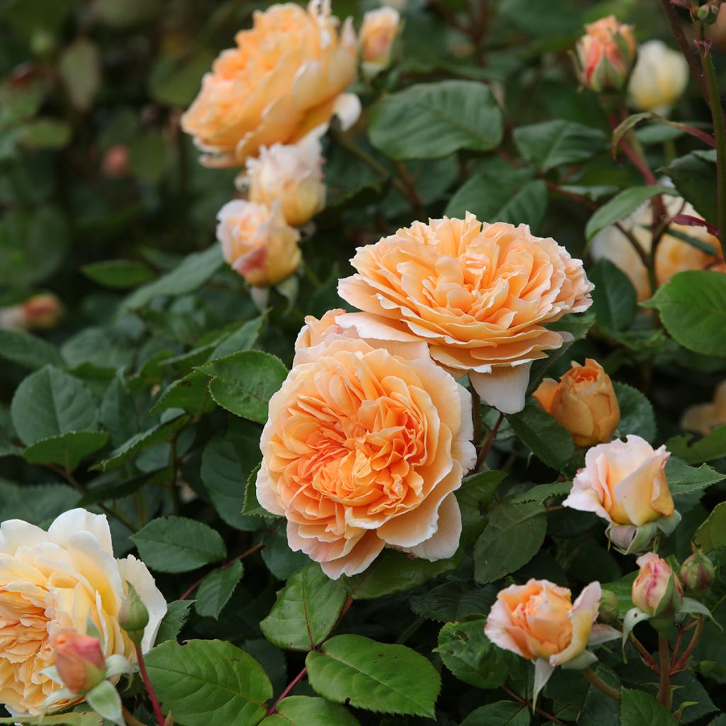 Rosa Crown Princess Margareta - Englische Rose