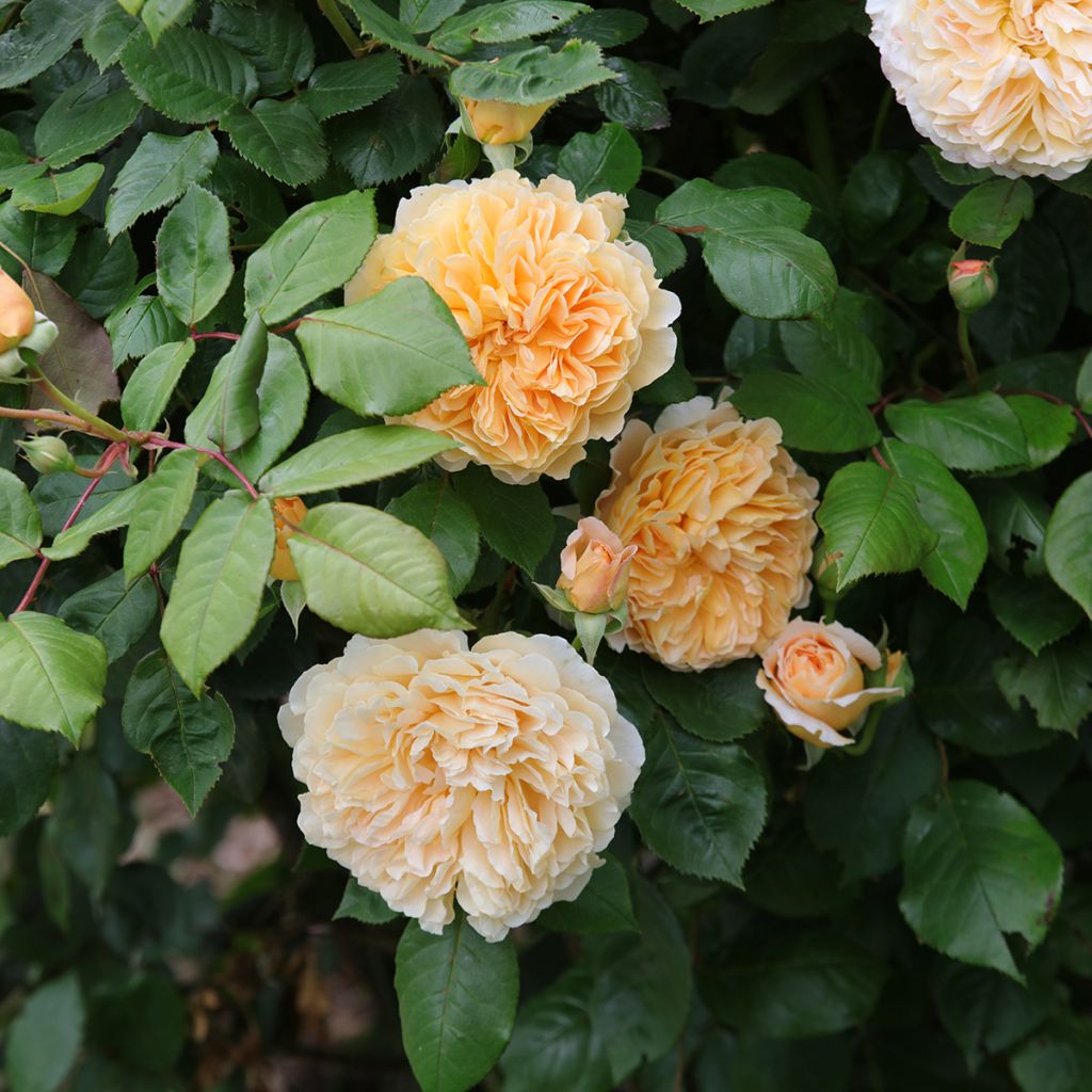 Rosa Crown Princess Margareta - Englische Rose